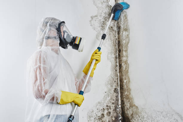Best Residential Mold Removal  in Nisswa, MN
