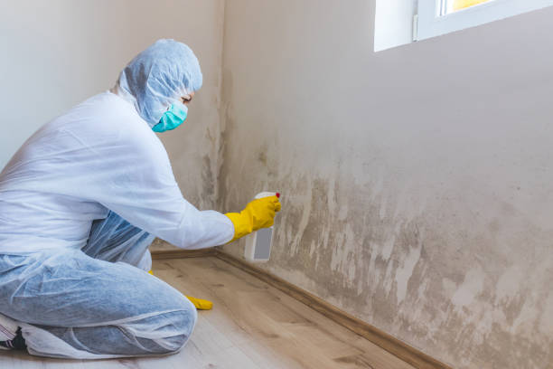 Mold Removal Process in Nisswa, MN