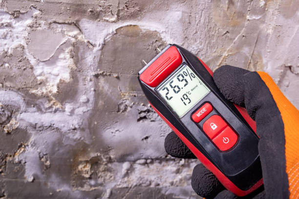 Best Mold Remediation  in Nisswa, MN