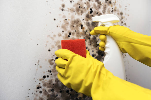 Best Commercial Mold Removal  in Nisswa, MN