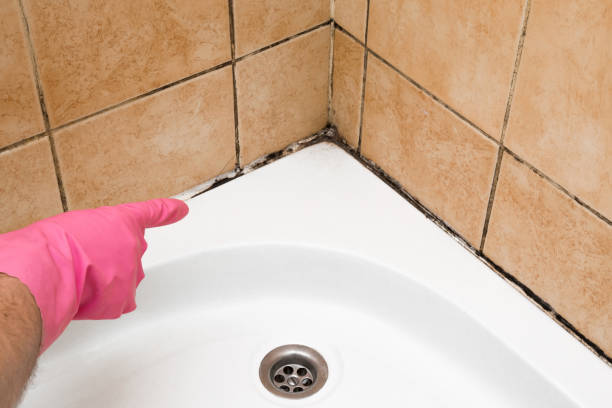 Best Toxic Mold Removal  in Nisswa, MN