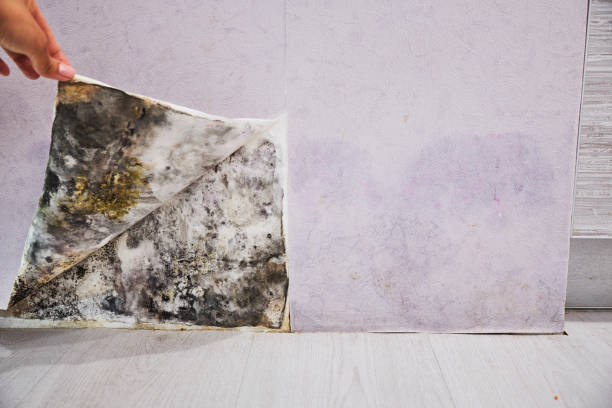 Best Local Mold Removal Service  in Nisswa, MN